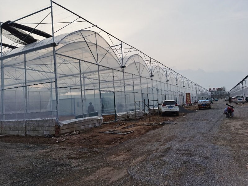 Multi-span greenhouse